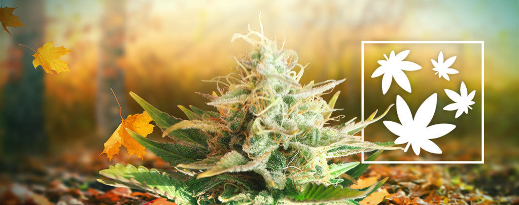 The Best Weed Products of Fall 2025 – GreenHouseGTA