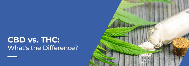 THC vs CBD — The Real Difference & How to Choose What Fits Your Vibe