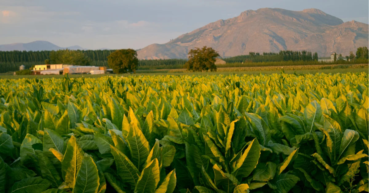 Hot Grabba Shaker Toronto Delivery 2025 – Red Rose, Red Herring & New Flavors