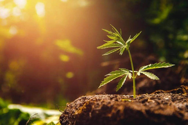 Why Choose Organic Cannabis Flower?