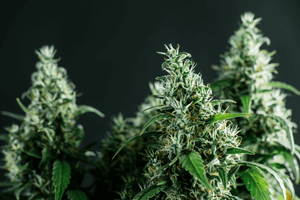Indica vs. Sativa vs. Hybrid: Strain Types, Effects, and Product Recommendations - Updated