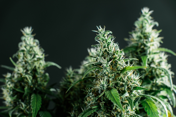 Indica vs. Sativa vs. Hybrid: Strain Types, Effects, and Product Recommendations