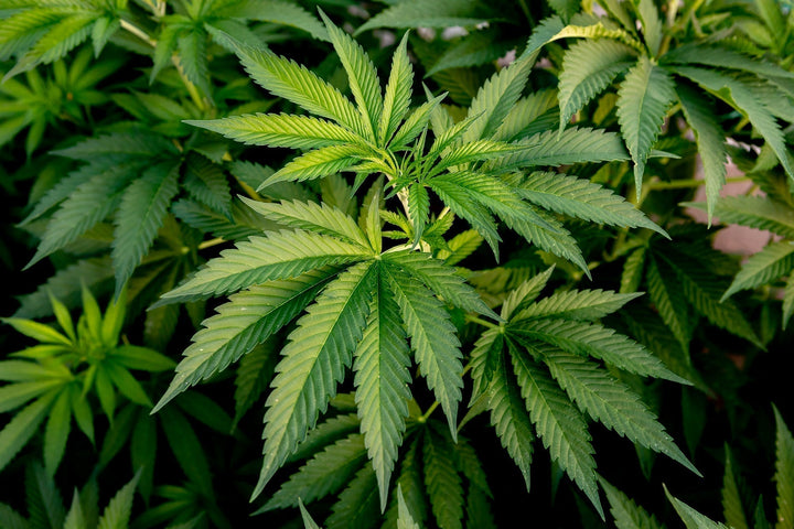 GreenHouseGTA Feature Deals – Mix & Match & Super Deal 2oz Weed Toronto GTA