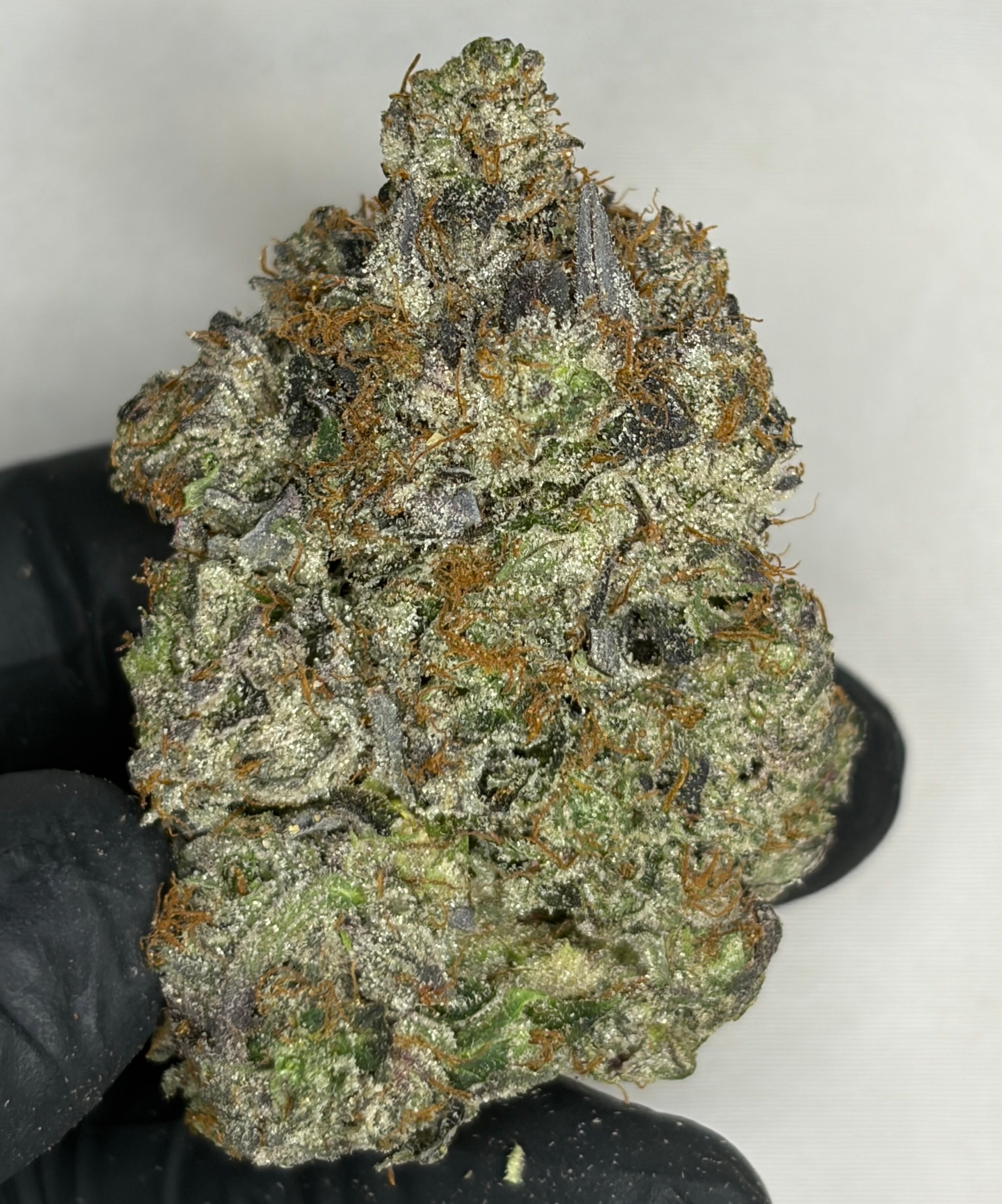 Argentina Champion Pink AAAAA Indica 38% THC premium cannabis flower with large frosty sticky buds | GreenHouseGTA