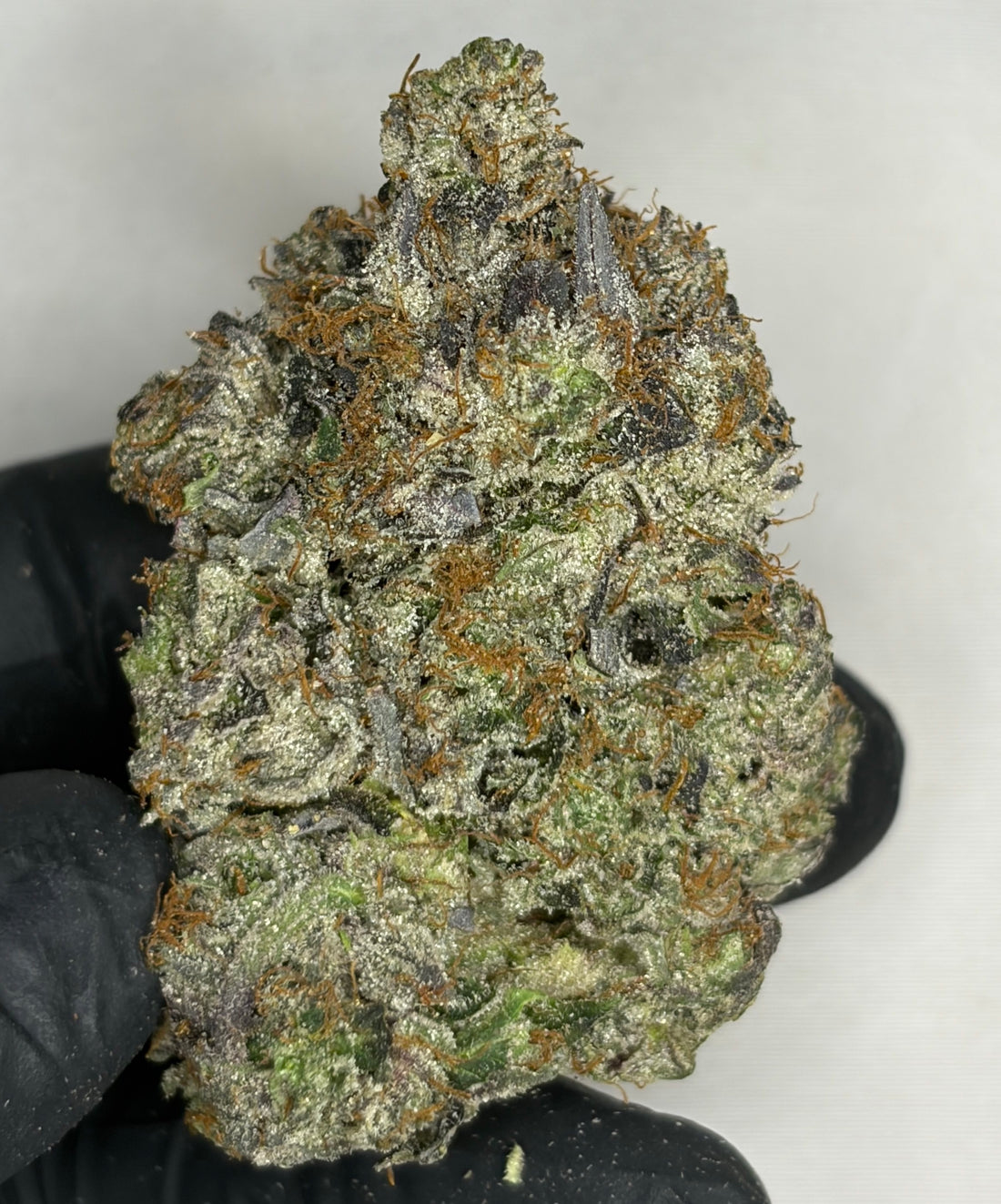 Argentina Champion Pink AAAAA Indica 38% THC premium cannabis flower with large frosty sticky buds | GreenHouseGTA