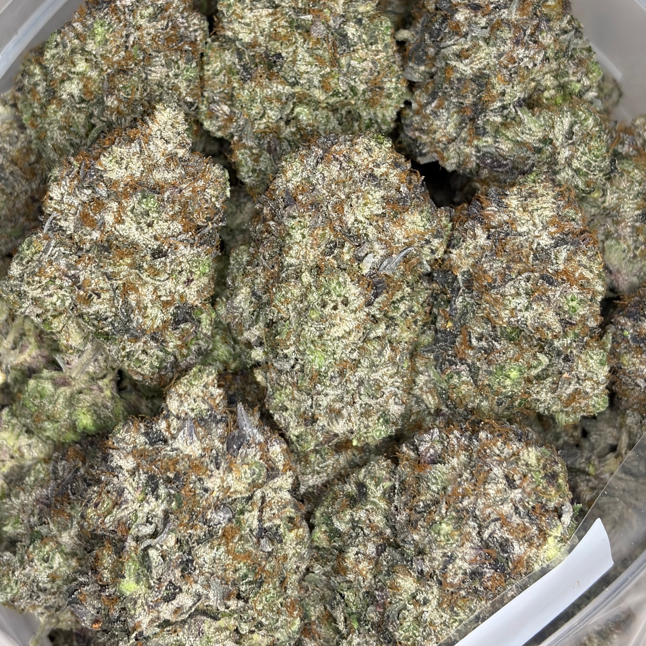 Argentina Champion Pink Super Quads AAAAA Indica with oversized frosty buds and exceptional bag appeal
