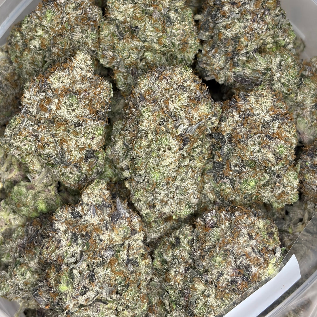 Argentina Champion Pink Super Quads AAAAA Indica with oversized frosty buds and exceptional bag appeal
