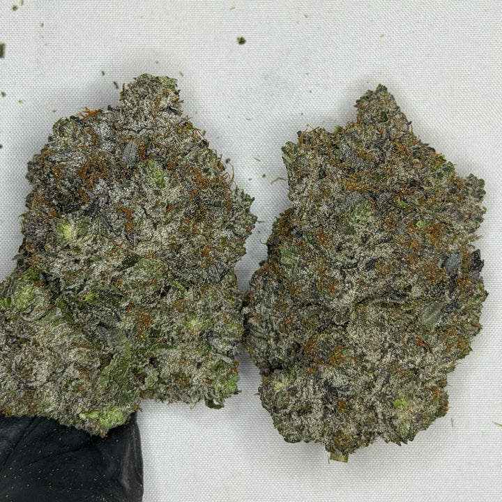 Blicky Terps AAAAA cannabis large buds premium flower close-up – weed delivery Toronto