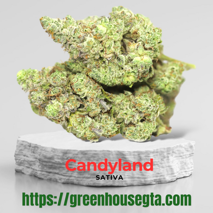 Candyland AAAA Sativa cannabis bud – 32% THC – Weekend Fire deal – same-day weed delivery Toronto GTA