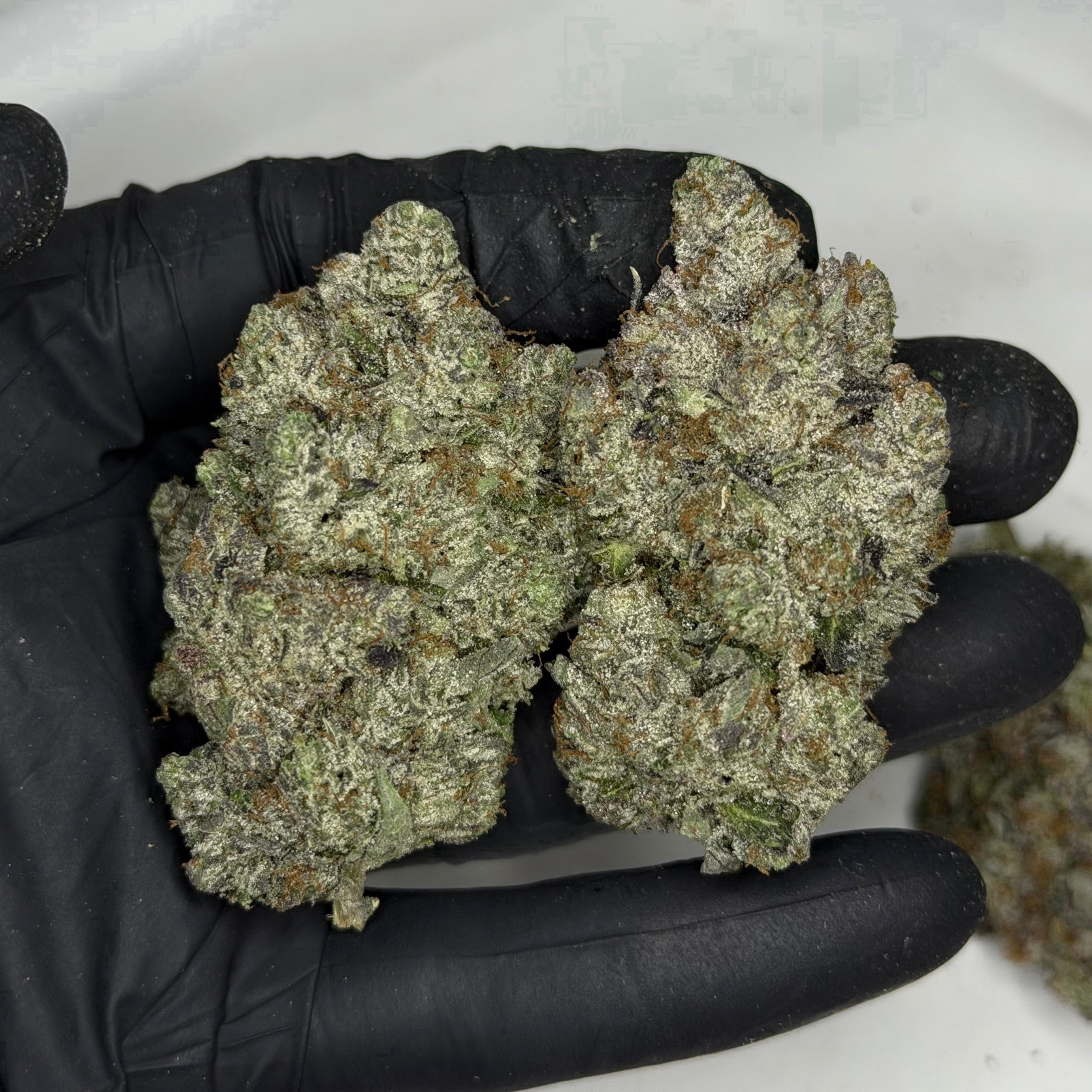 Megaman Pink ALL PRODUCTS FLOWERS INDICA