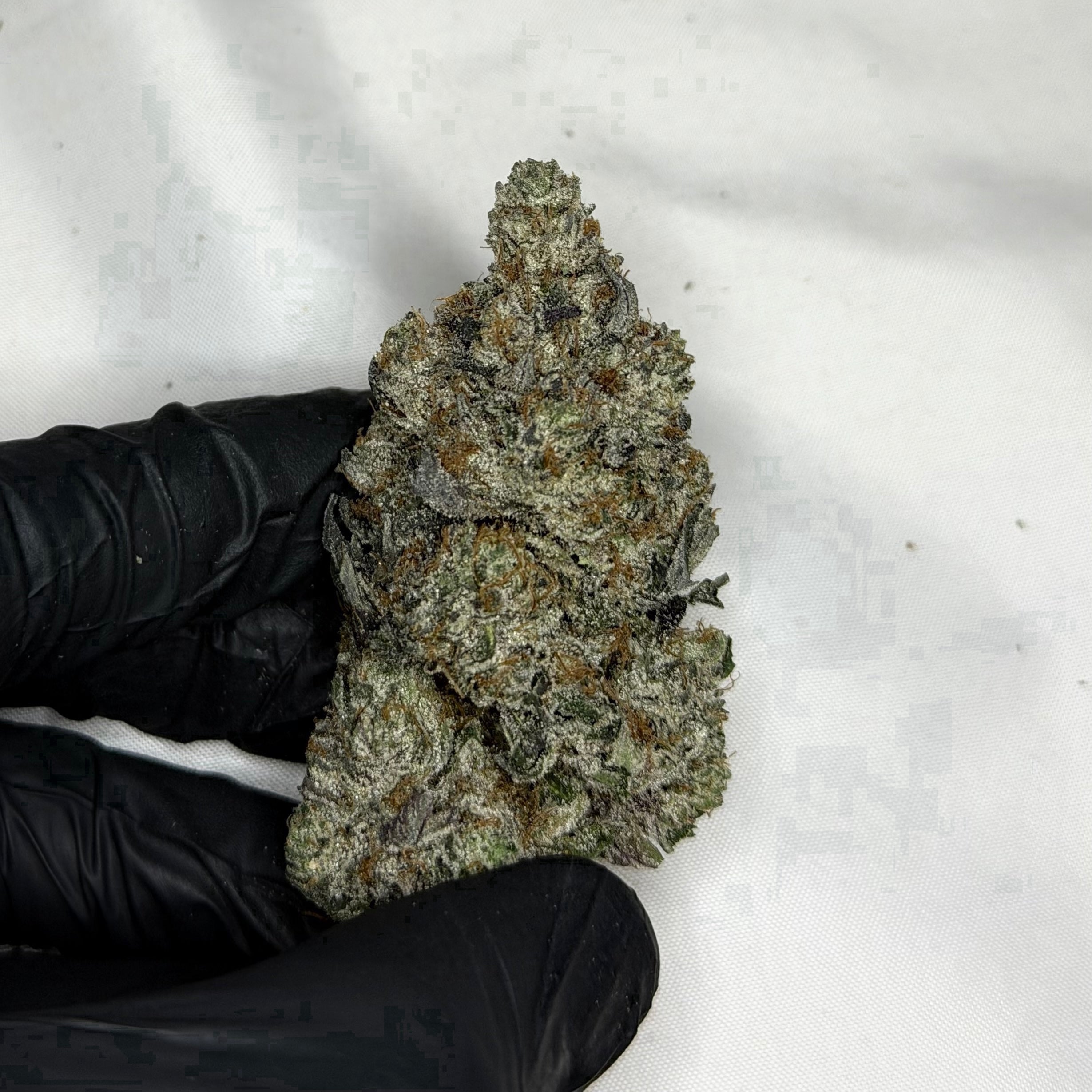 Cosmic Platinum ALL PRODUCTS FLOWERS HYBRID