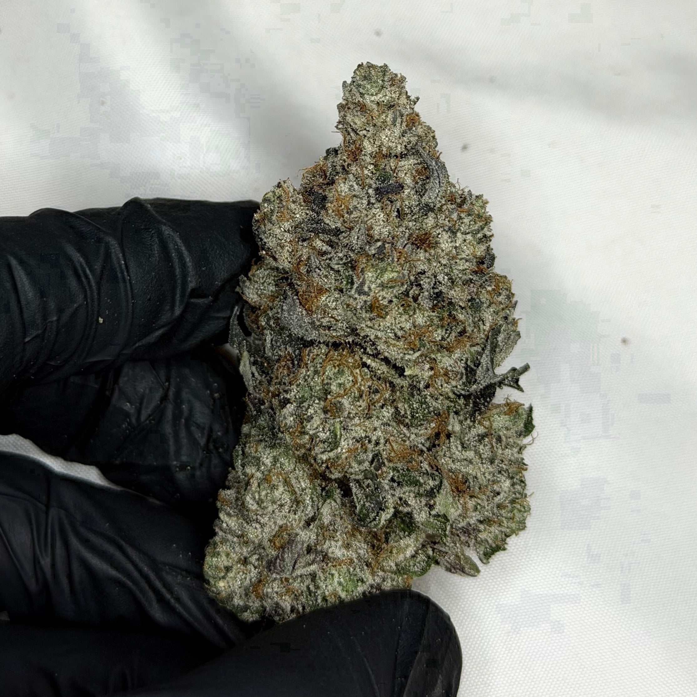 Cosmic Platinum ALL PRODUCTS FLOWERS HYBRID