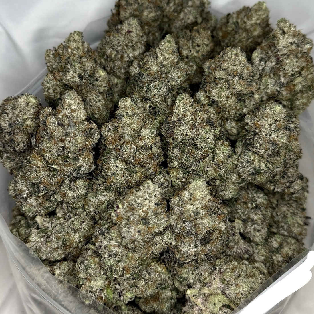 Cosmic Platinum ALL PRODUCTS FLOWERS HYBRID