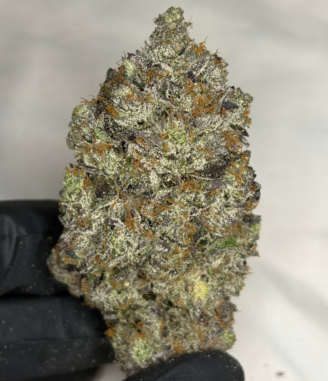 Creamsicle Pink LSO cannabis buds close-up – frosty trichomes and dense structure – premium indica Toronto