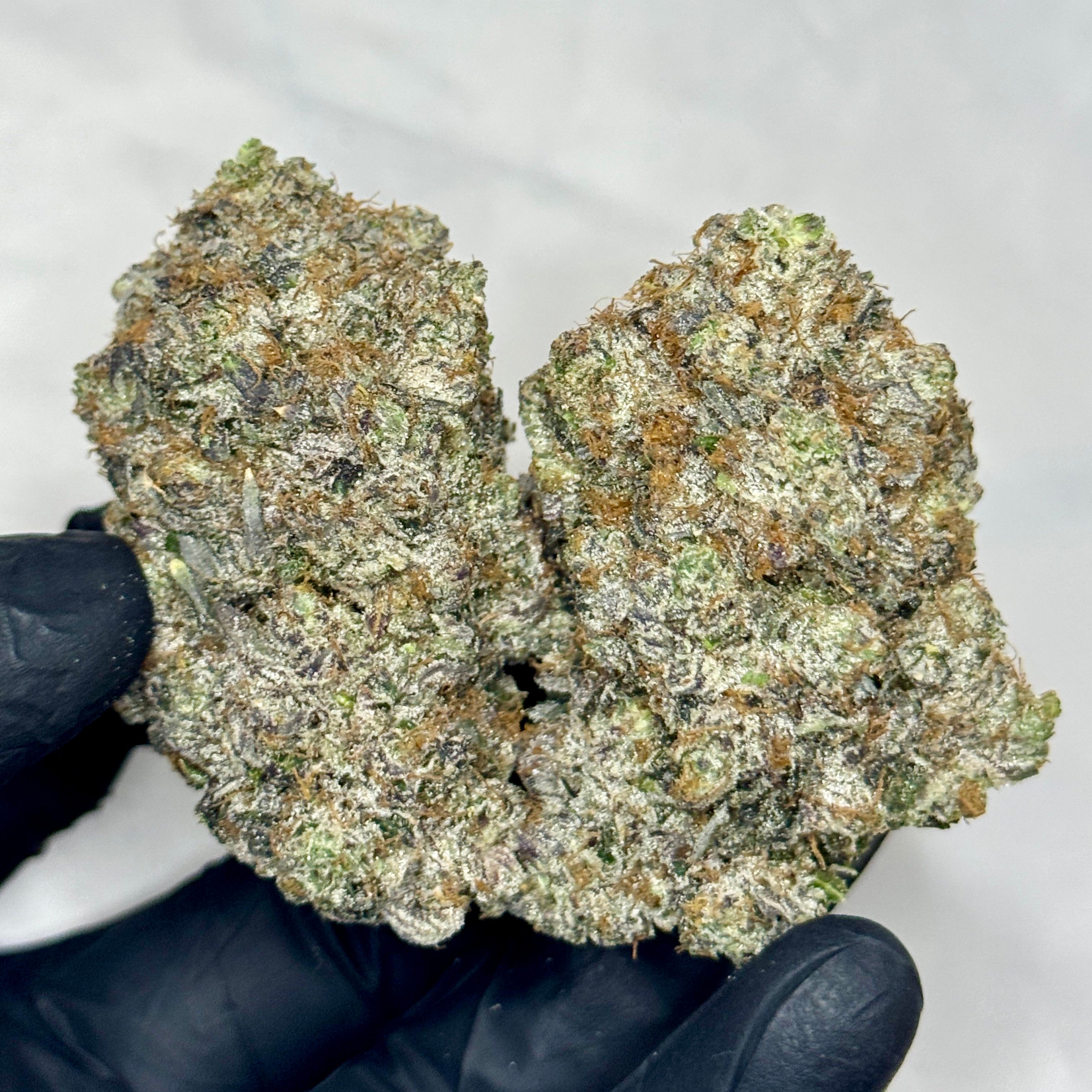 Death Star Reserve AAAAA Super Quad 100% Indica – Dense Frosty Sticky Buds Held by Gloved Hand – Toronto Weed Delivery