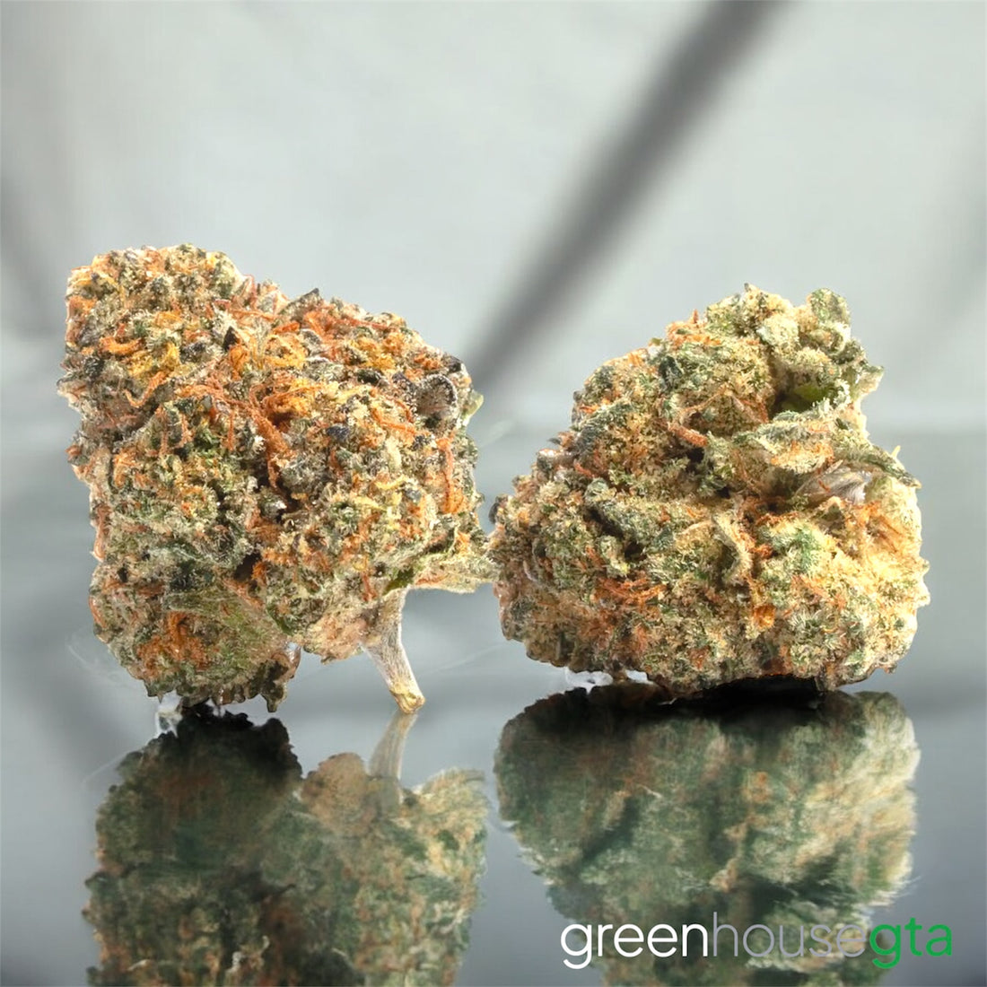 Fuego Blanco AAA sativa-dominant hybrid strain 27% THC – Toronto weed delivery GreenHouseGTA