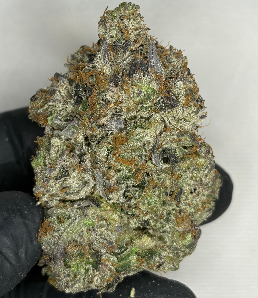 Gravity Bootz AAAAA hybrid strain 38% THC – super quads gas buds – Toronto weed delivery GreenHouseGTA