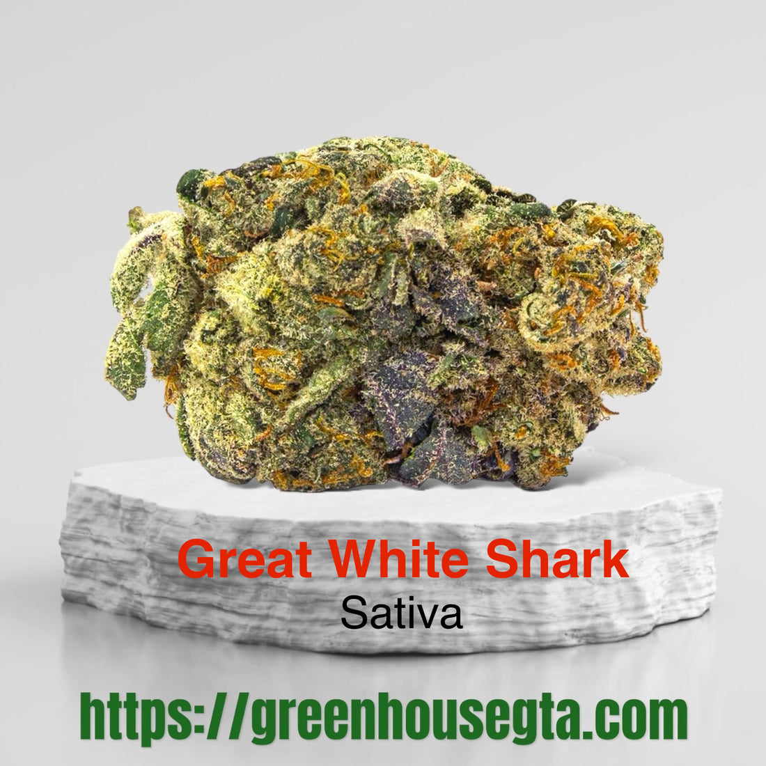 Great White Shark AAAA Indica cannabis bud – 33% THC – Weekend Fire deal – same-day weed delivery Toronto GTA