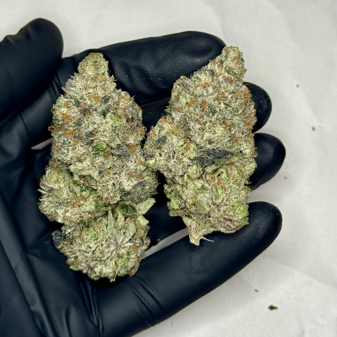 Guava Auto strain AAAAA Hybrid buds – frosty sticky cannabis held in black glove, exotic gas luxury weed Toronto