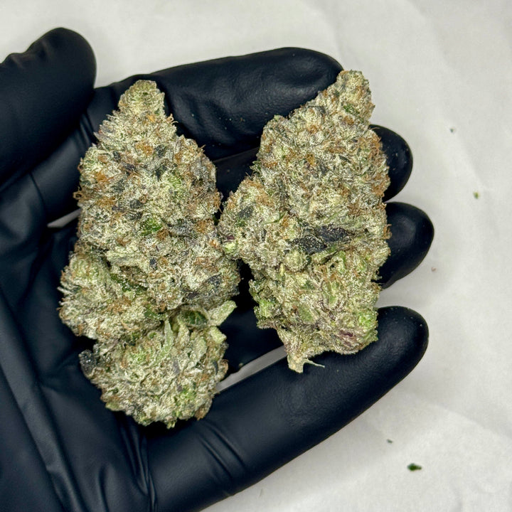 Guava Auto strain AAAAA Hybrid buds – frosty sticky cannabis held in black glove, exotic gas luxury weed Toronto