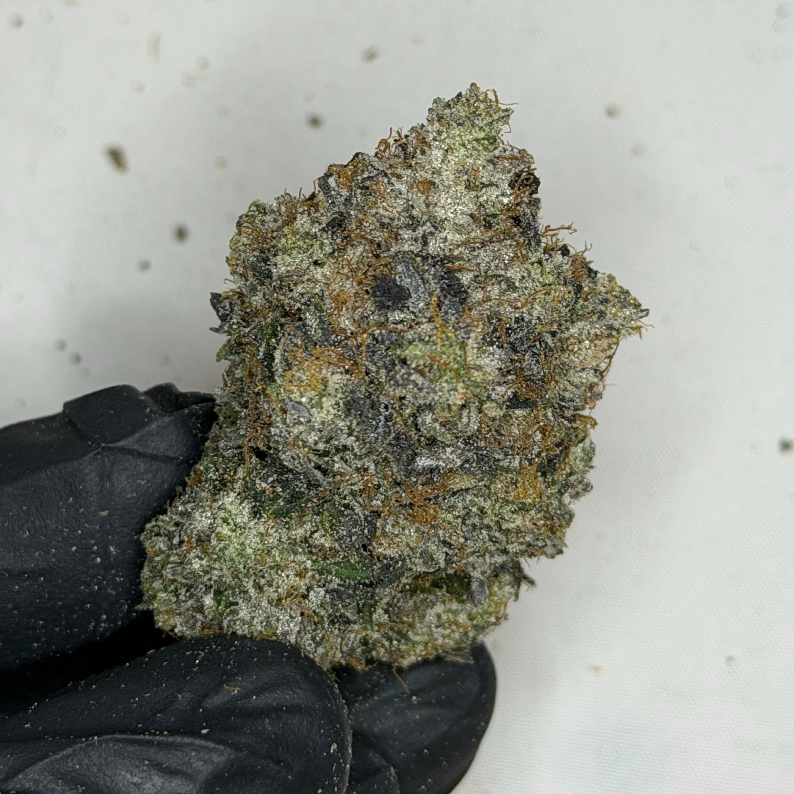 Island Sweet Skunk premium sweet diesel gas bud same day weed delivery Toronto