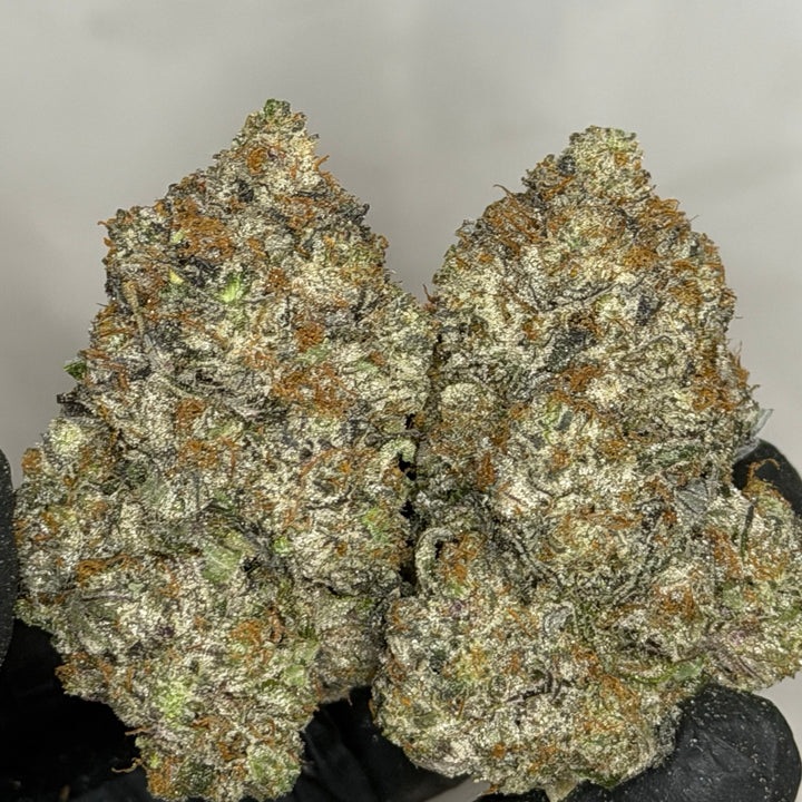 Kiss of Death strain large dense buds sticky trichomes top shelf cannabis – Toronto delivery