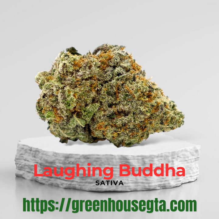 Laughing Buddha AAAA Sativa cannabis bud – 32% THC – Weekend Fire deal – same-day weed delivery Toronto GTA