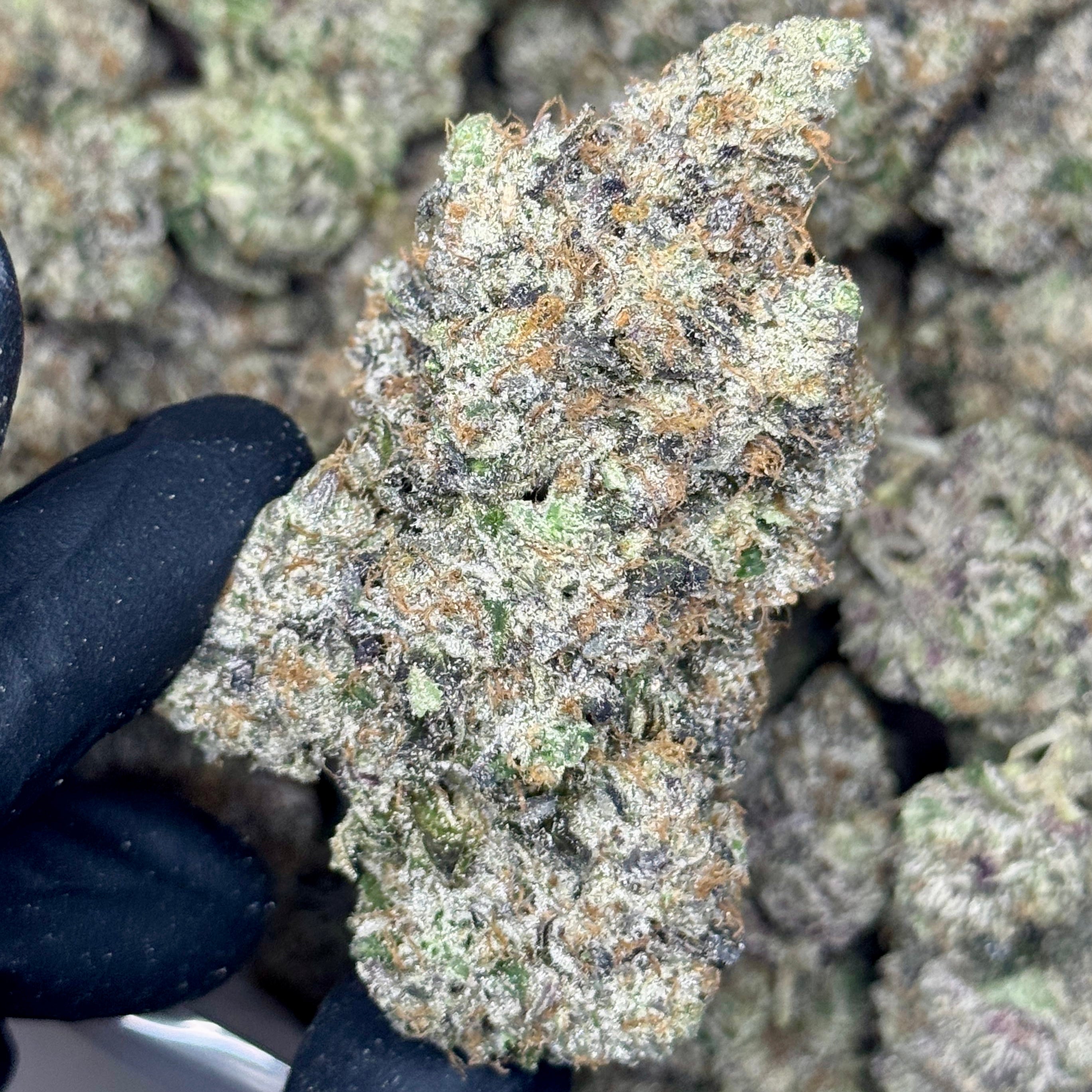 Lemon Head Blast AAAA+ Premium Sativa – Frosty Citrus Bud Held by Gloved Hand – Toronto Weed Delivery