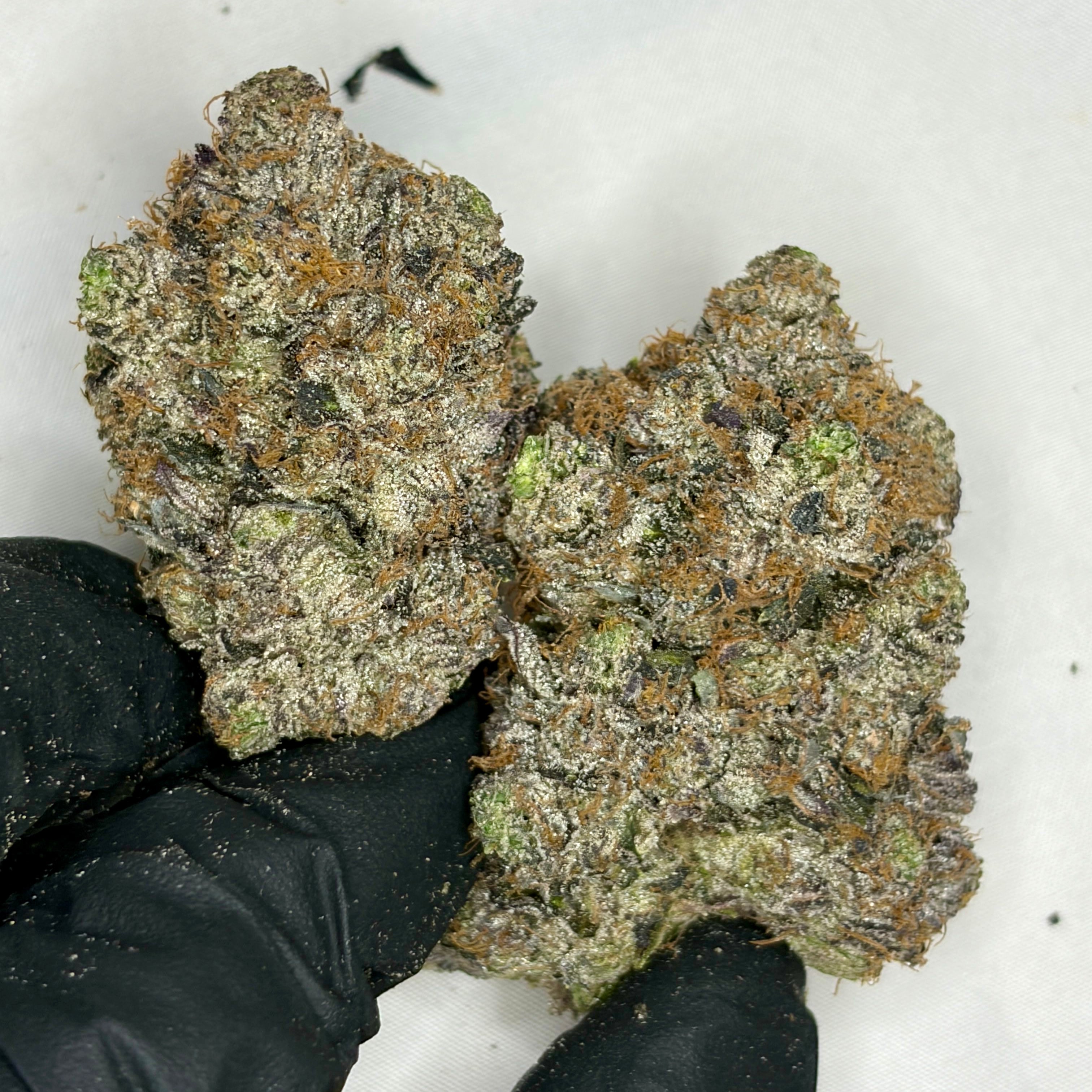 Pink CEO LSO Indica strain large dense buds – premium weed Toronto GreenHouseGTA