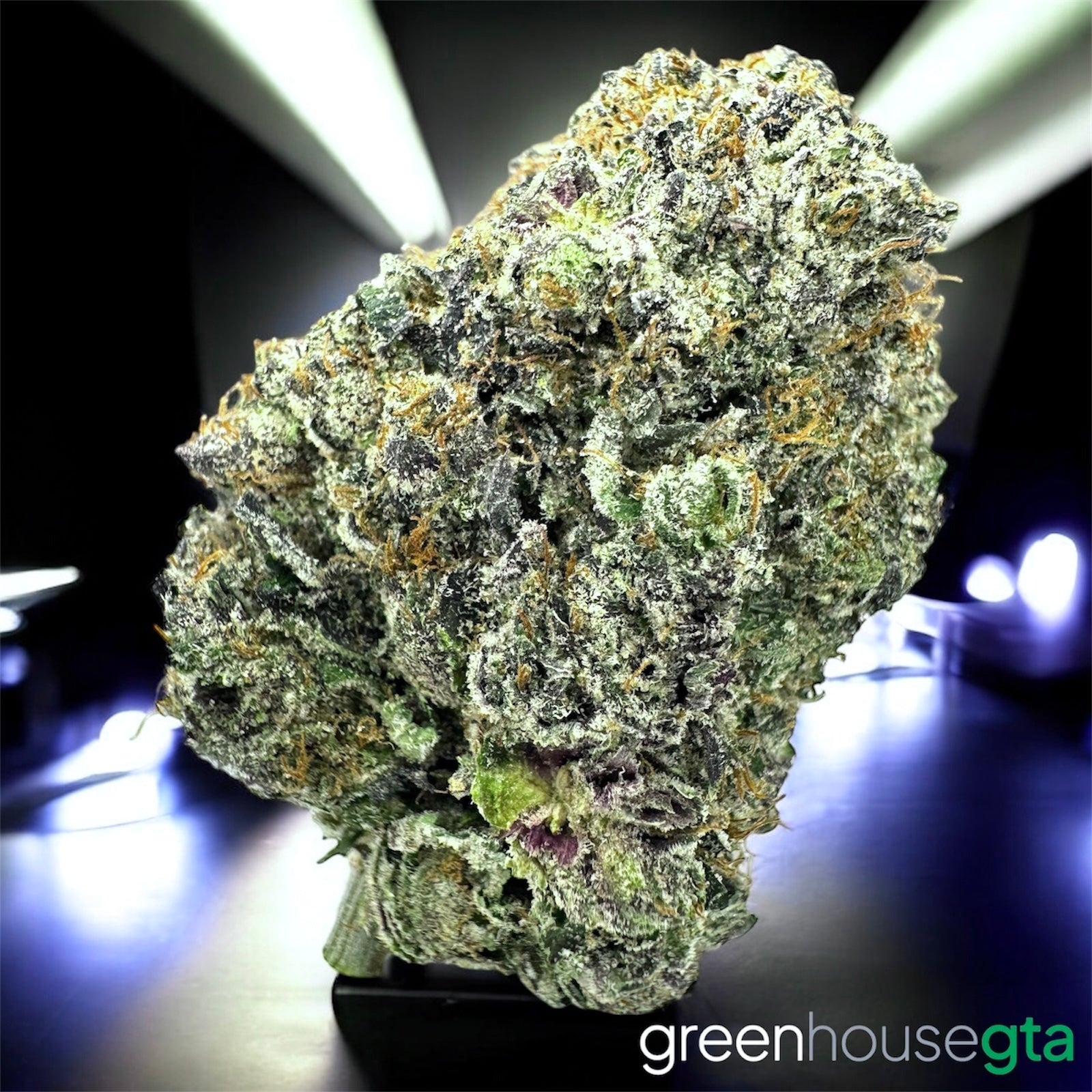 Pink Bugatti AAAAA Indica close-up showing frosty trichomes and OG gas structure – Toronto weed delivery GreenHouseGTA