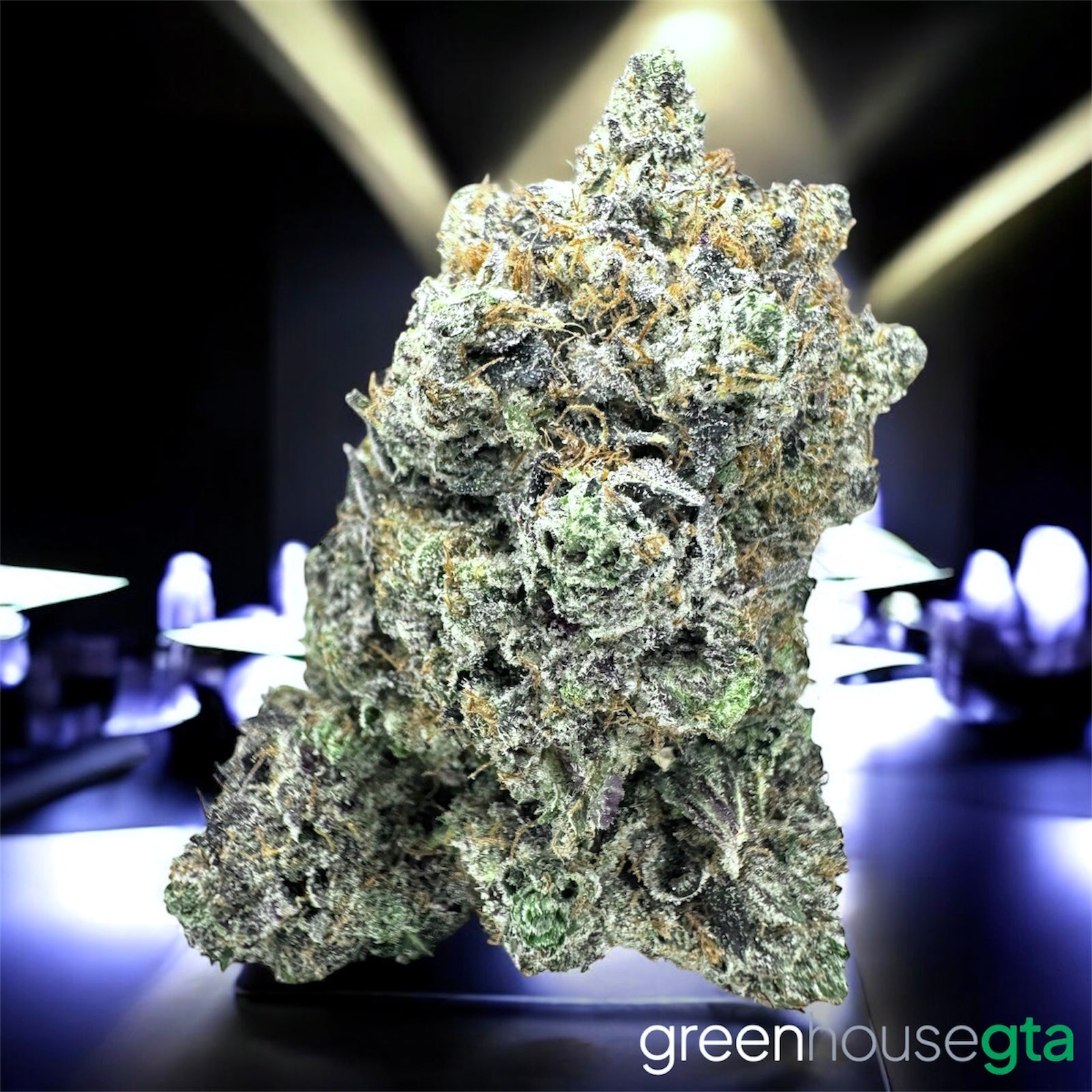 Pink Bugatti AAAAA Indica strain with large dense buds – premium gas flower for same-day weed delivery in Toronto by GreenHouseGTA