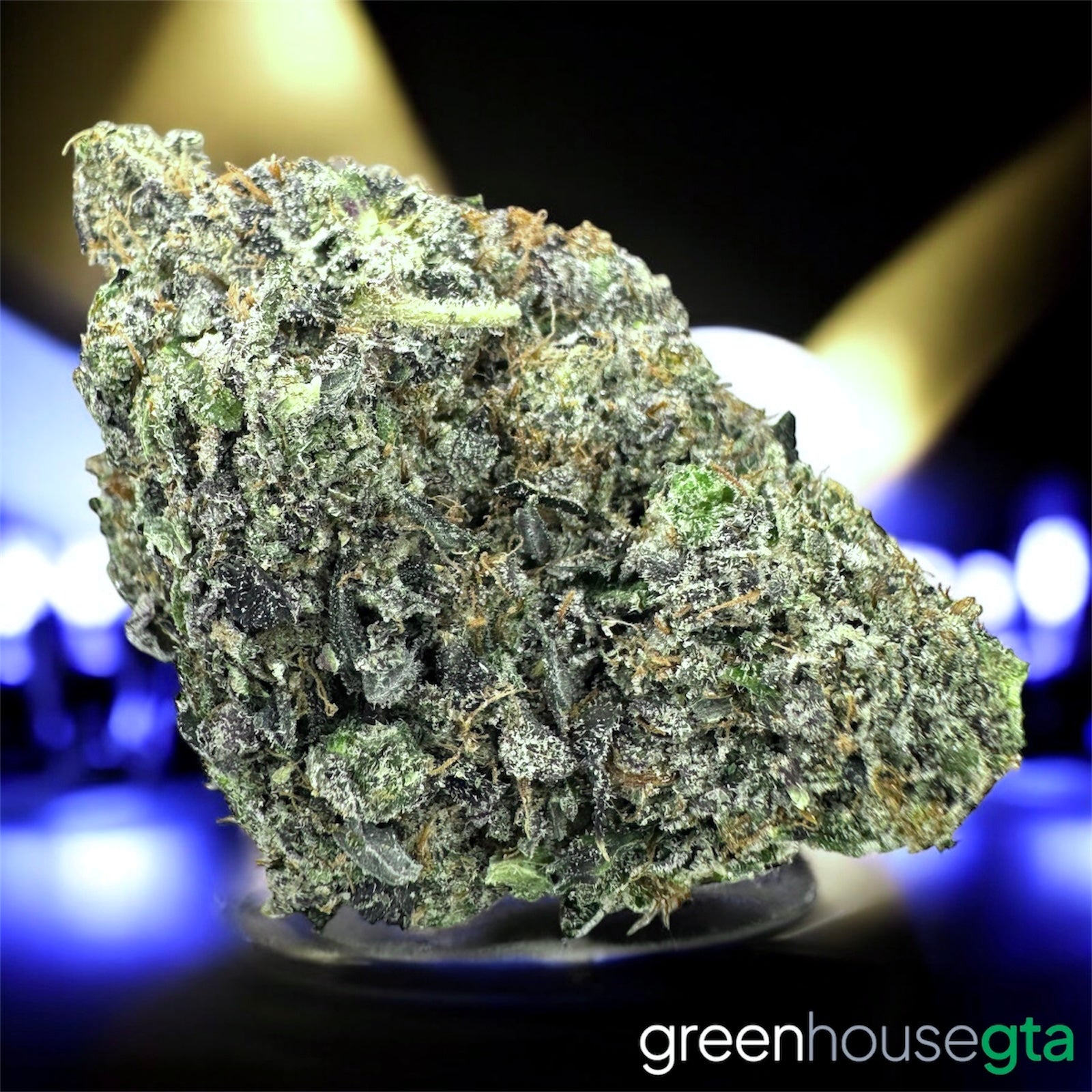 Pink Bugatti AAAAA Indica large bud with heavy resin and gas profile – buy premium weed online in Toronto at GreenHouseGTA