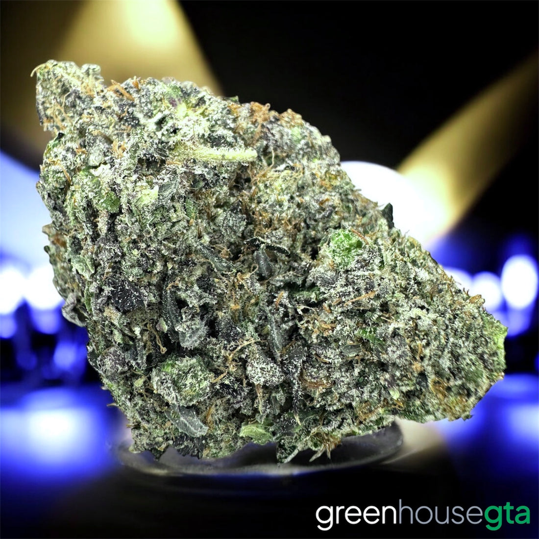 Pink Bugatti AAAAA Indica large bud with heavy resin and gas profile – buy premium weed online in Toronto at GreenHouseGTA