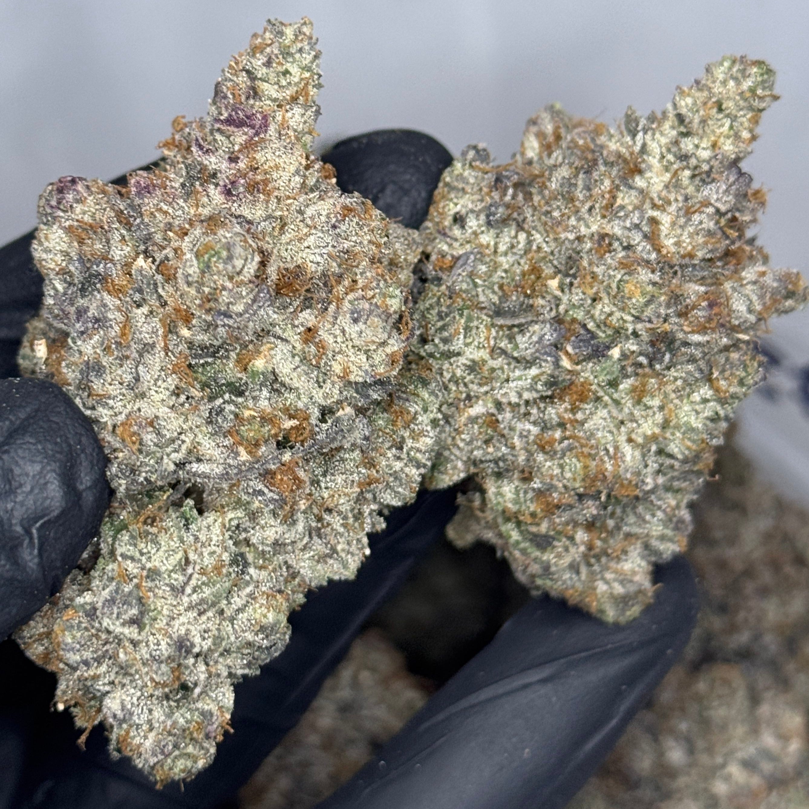 Pink Chapo LSO indica AAAAA super quad – 37–38% THC luxury bud – exotic pink ⛽ gas frosty flower held by gloved hand – Toronto weed delivery