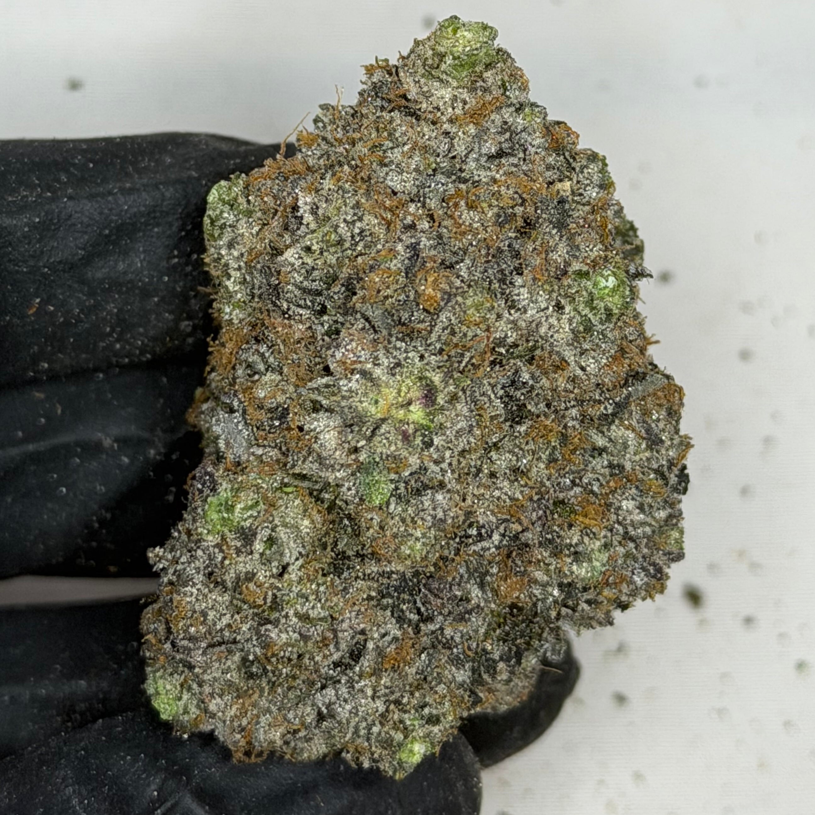 Pink Competition rare super quads AAAA+ Indica – 42% THC, ultra frosty gas buds, premium weed delivery Toronto
