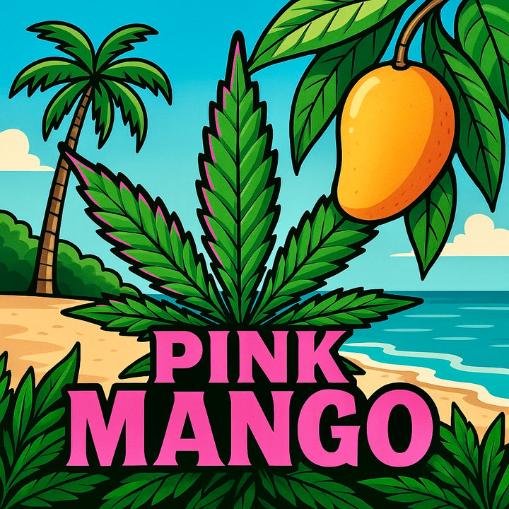 Pink Mango AAA+ Sativa 32% THC – tropical sweet gas cannabis strain artwork with mango and cannabis leaf