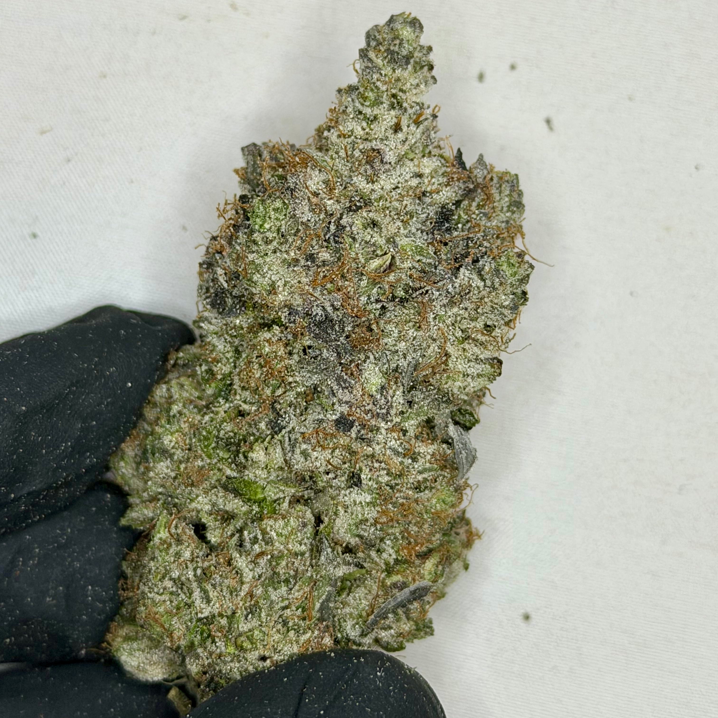 Pink Rolex luxury indica bud with thick resin layers and strong bag appear