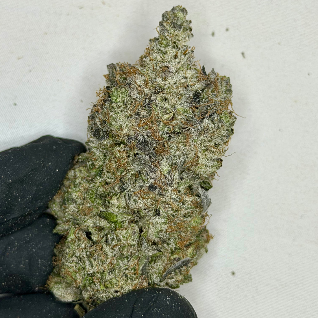 Pink Rolex luxury indica bud with thick resin layers and strong bag appear