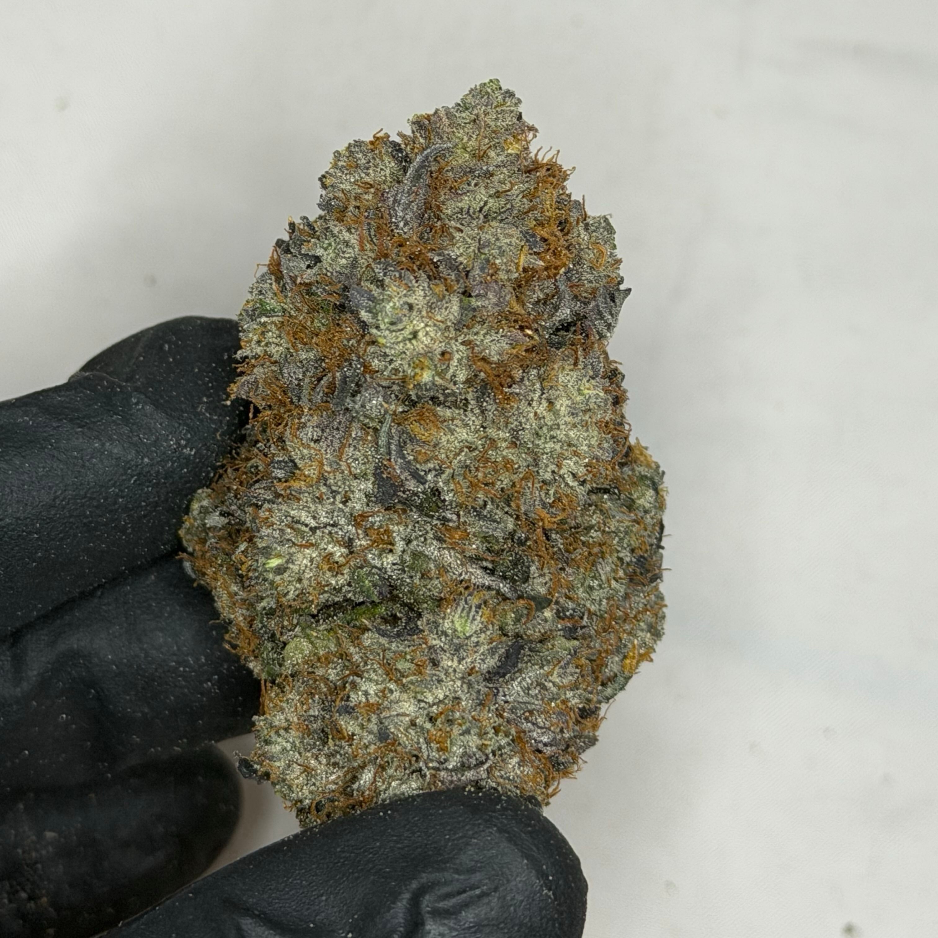 Pink Fallout LSO purple gas nug close-up – AAAAA indica living organic soil BC