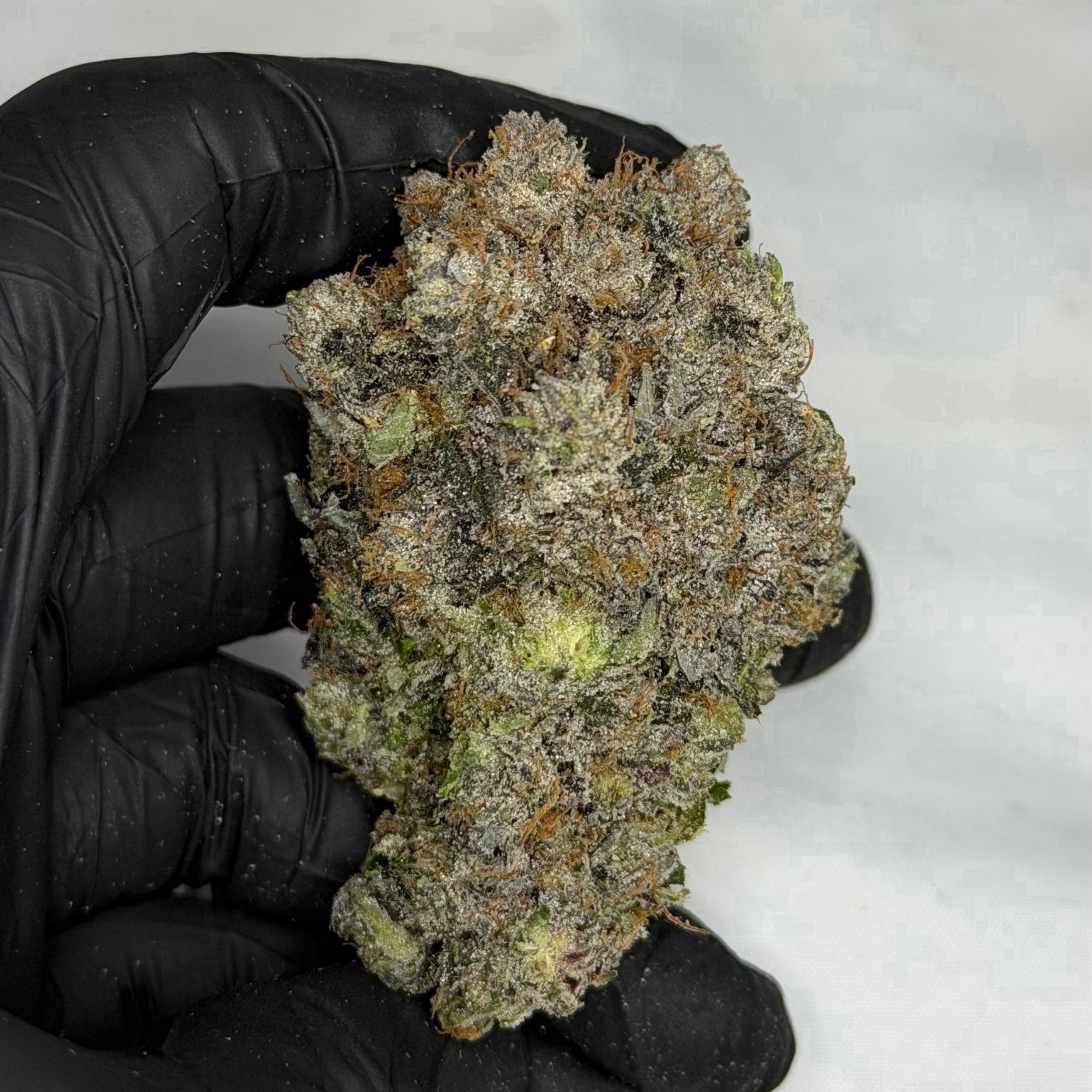 Pink Monarch LSO AAAAA Indica 38% THC large dense purple bud premium Living Soil Organic craft cannabis Toronto