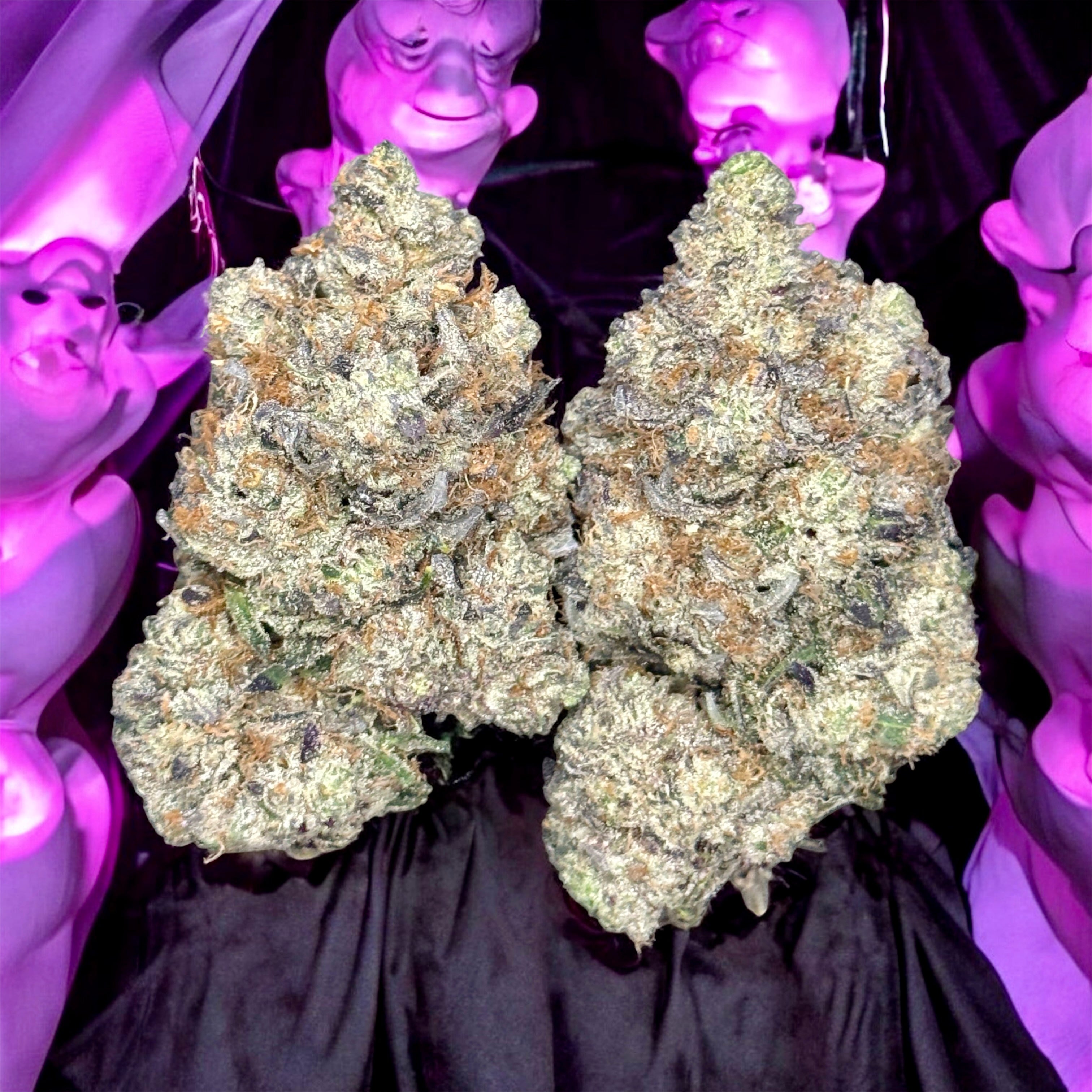 Pink Pennywise AAAAA Indica – creamy OG gas strain with premium buds – Toronto cannabis delivery