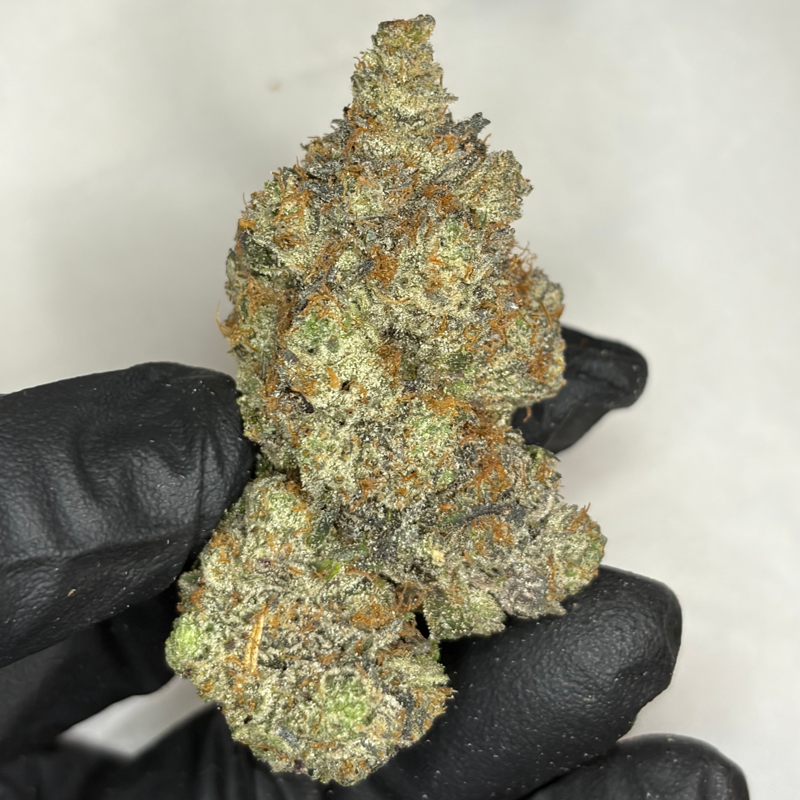 Prada Pink strain close-up – dense frosty buds with pink gas and creamy diesel notes, Toronto cannabis delivery