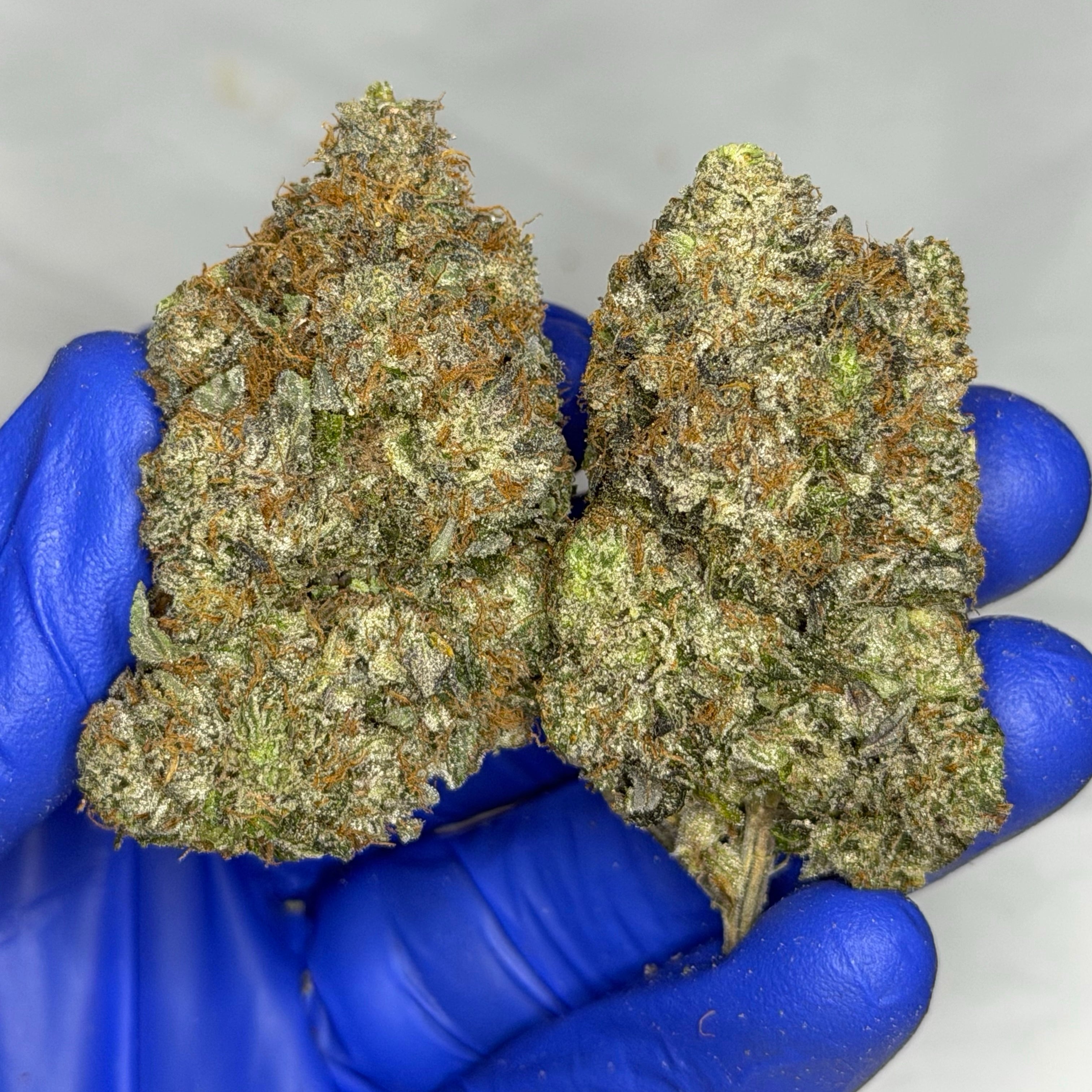 Purple Menace ALL PRODUCTS FLOWERS INDICA