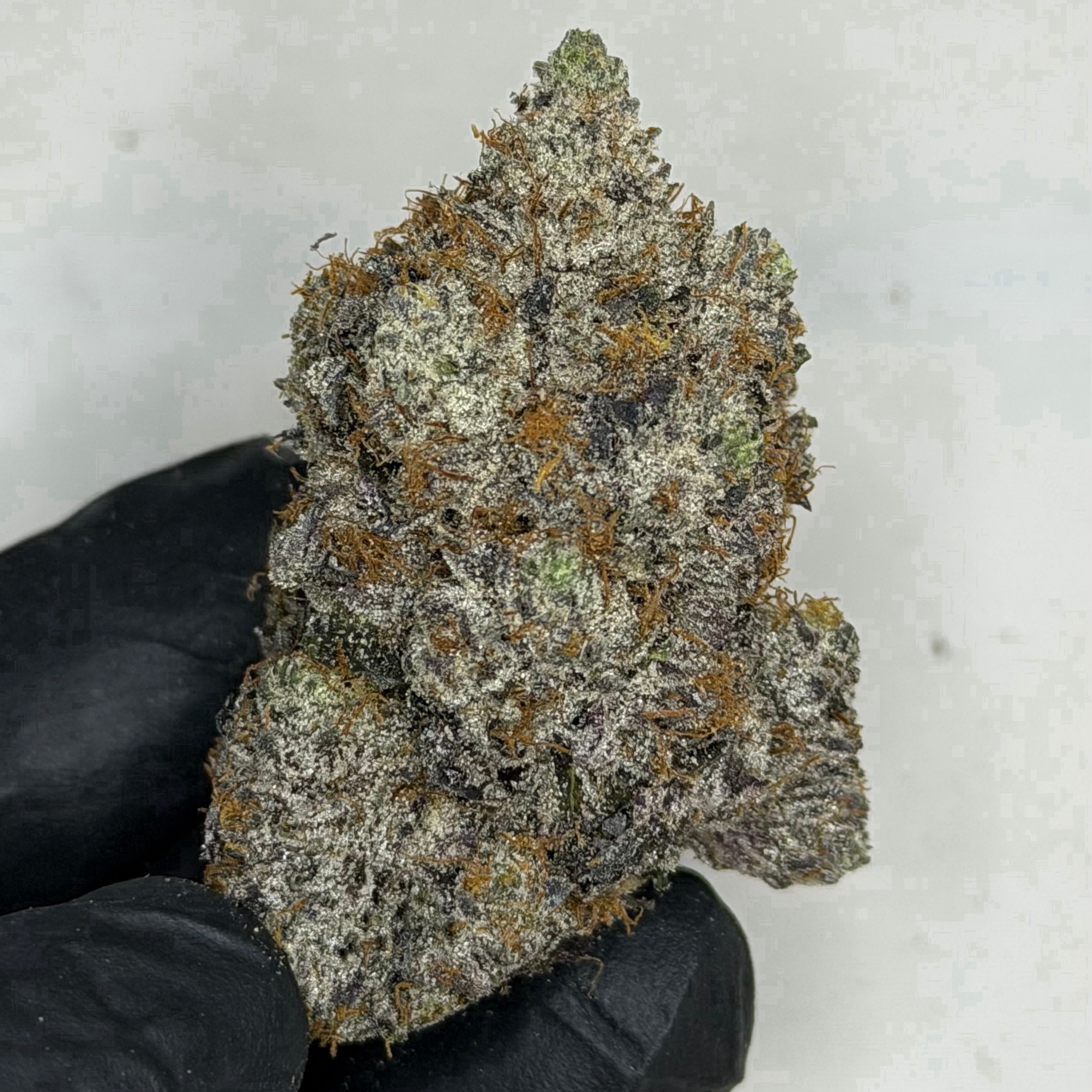Scottie Pippen #33 AAAAA Hybrid dense frosty buds with cherry citrus and Biscotti terpenes
