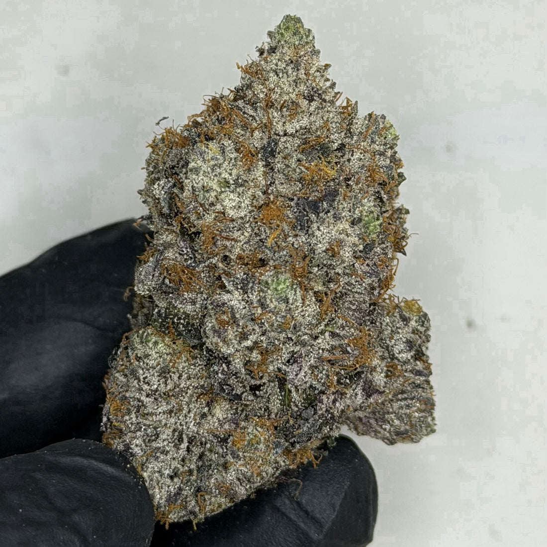 Scottie Pippen #33 AAAAA Hybrid dense frosty buds with cherry citrus and Biscotti terpenes