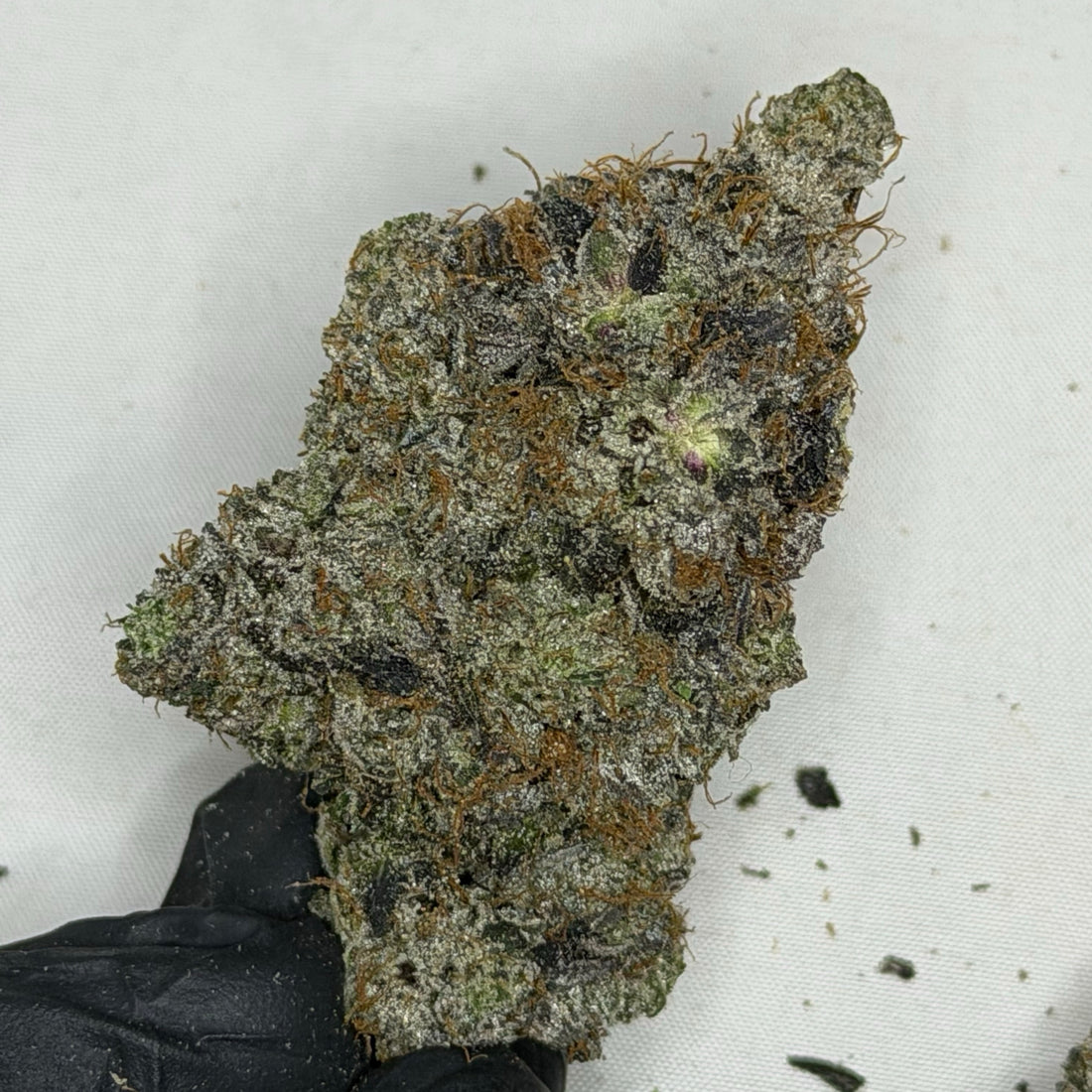 Sour Jamaican Lime Pink AAAAA Indica dense frosty bud close up premium cannabis flower Toronto GTA