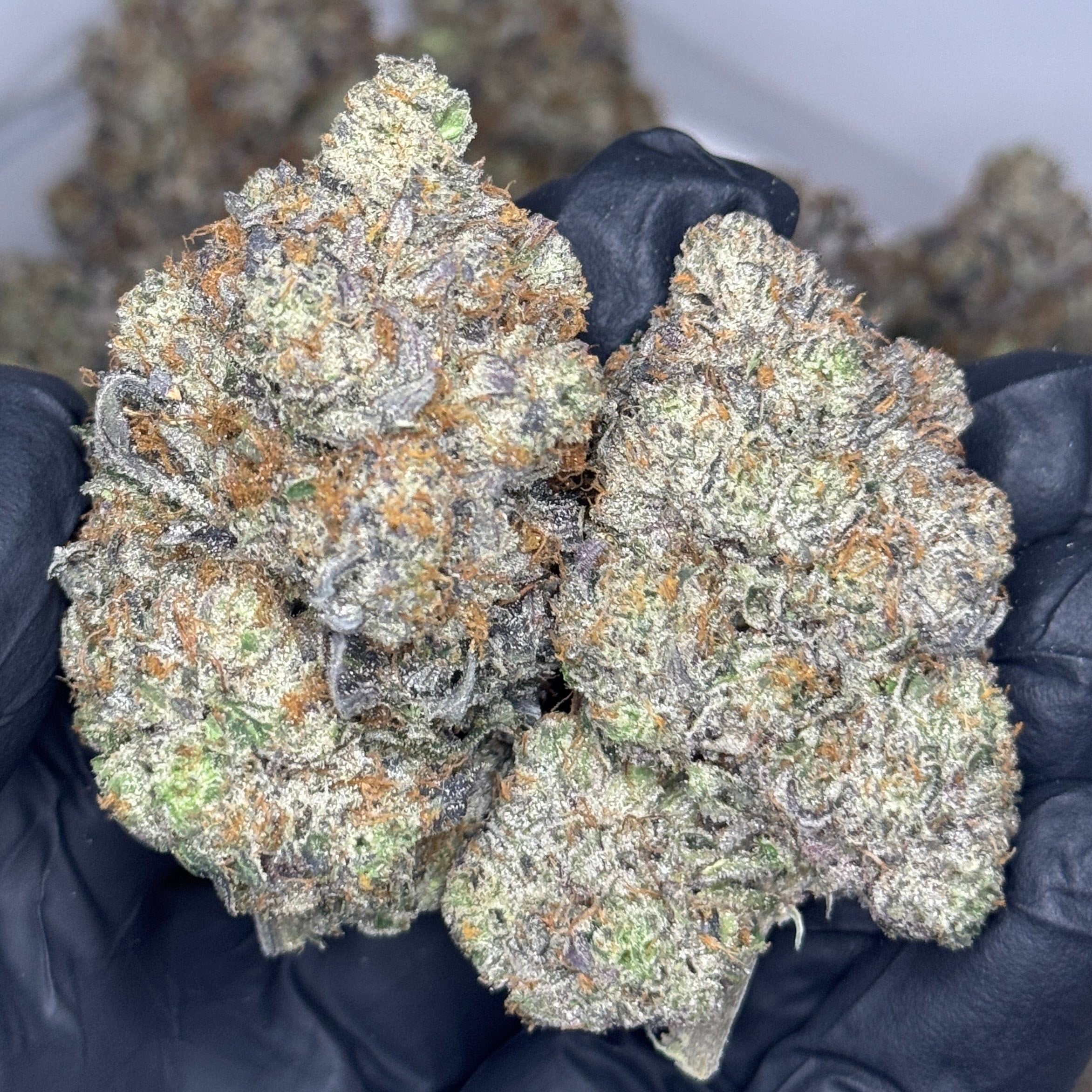 Space Force One AAAAA Exotic Gas Hybrid – Dense Frosty Buds Held by Gloved Hand – Weed Delivery Toronto