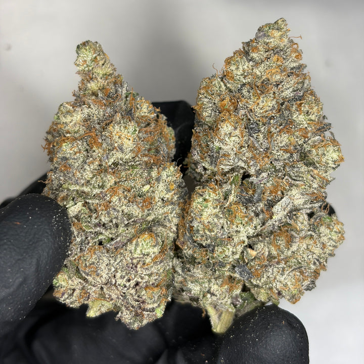 Super Goo LSO AAAA Hybrid 37% THC – exotic gas buds with dense frost and orange hairs, Toronto weed delivery