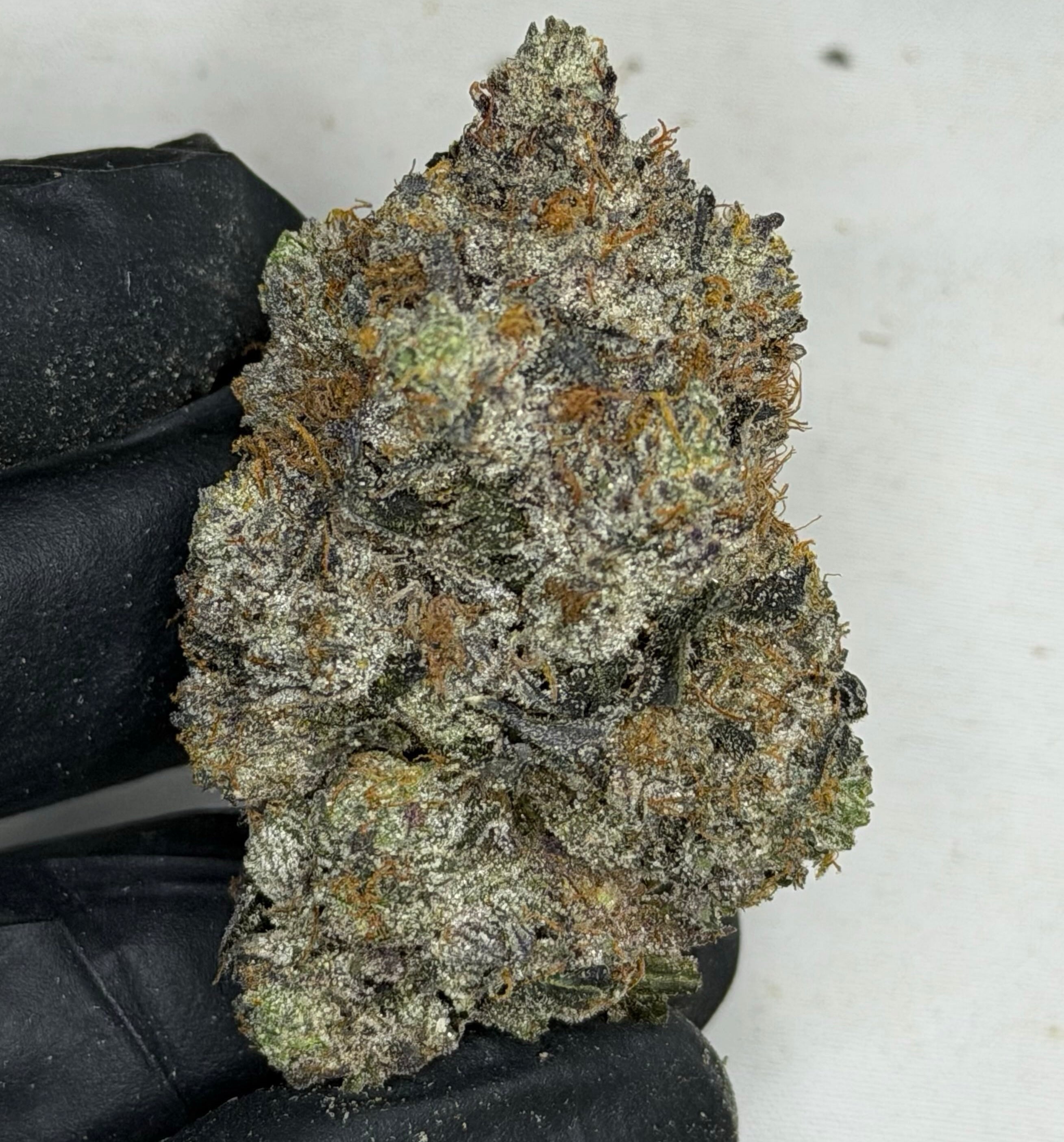 Tropic Truffle AAAAA Sativa 37% THC large purple buds premium craft cannabis weed delivery Toronto