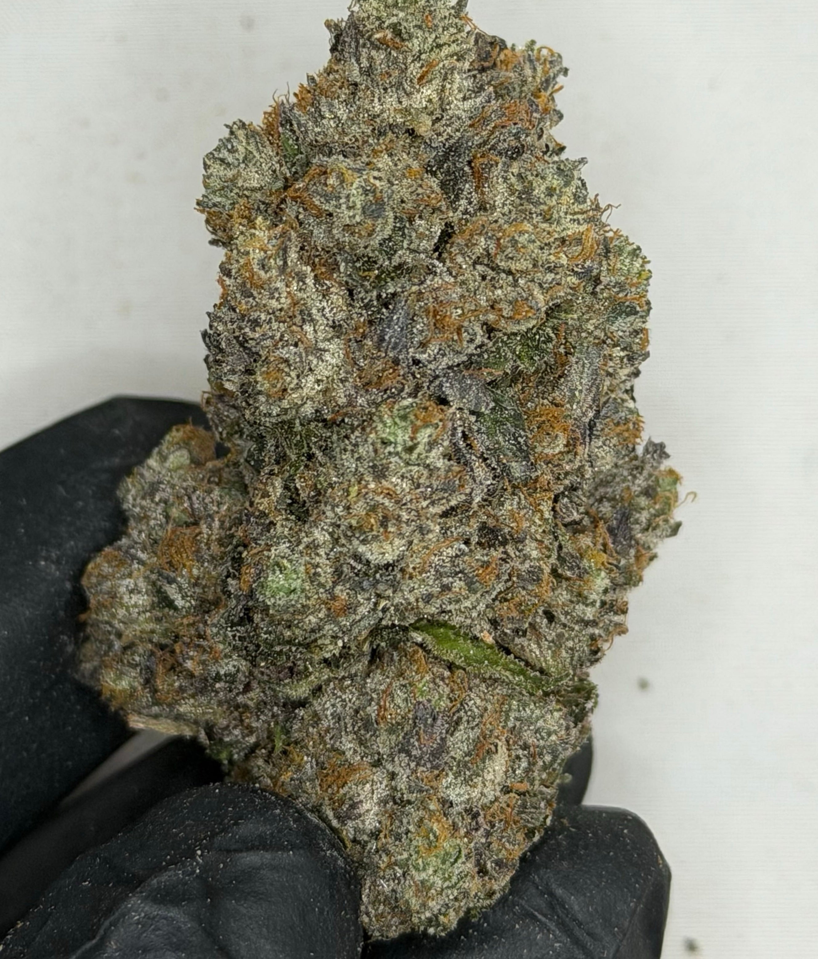 Tropic Truffle AAAAA Sativa hand-trimmed large purple bud with heavy trichome coverage